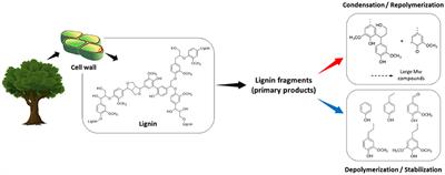 Recent Efforts to Prevent Undesirable Reactions From Fractionation to Depolymerization of Lignin: Toward Maximizing the Value From Lignin